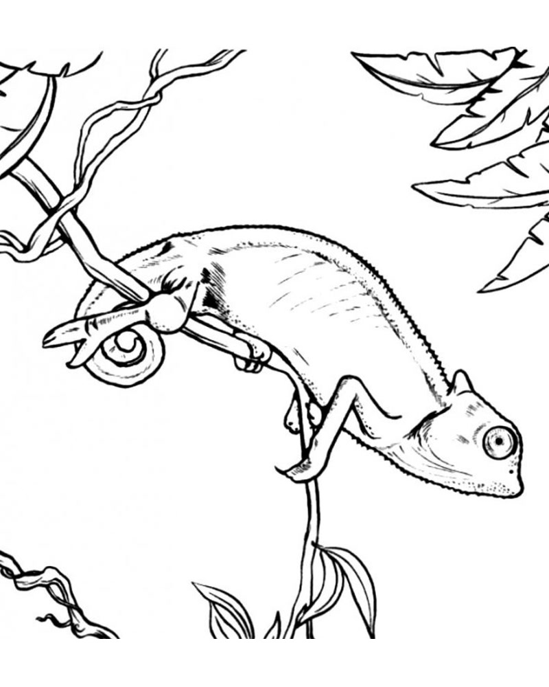 Coloriage Caméléon Arc-en-ciel